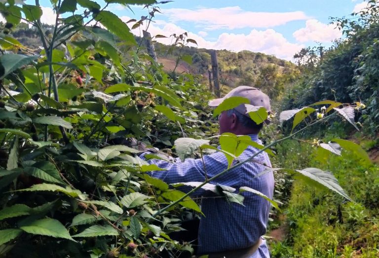 Una persona cosechando mora en la vereda El Palmar de Girardota, Antioquia, en medio de un clima inusualmente seco causado por el fenómeno de El Niño, que ha afectado la calidad y cantidad de la cosecha.