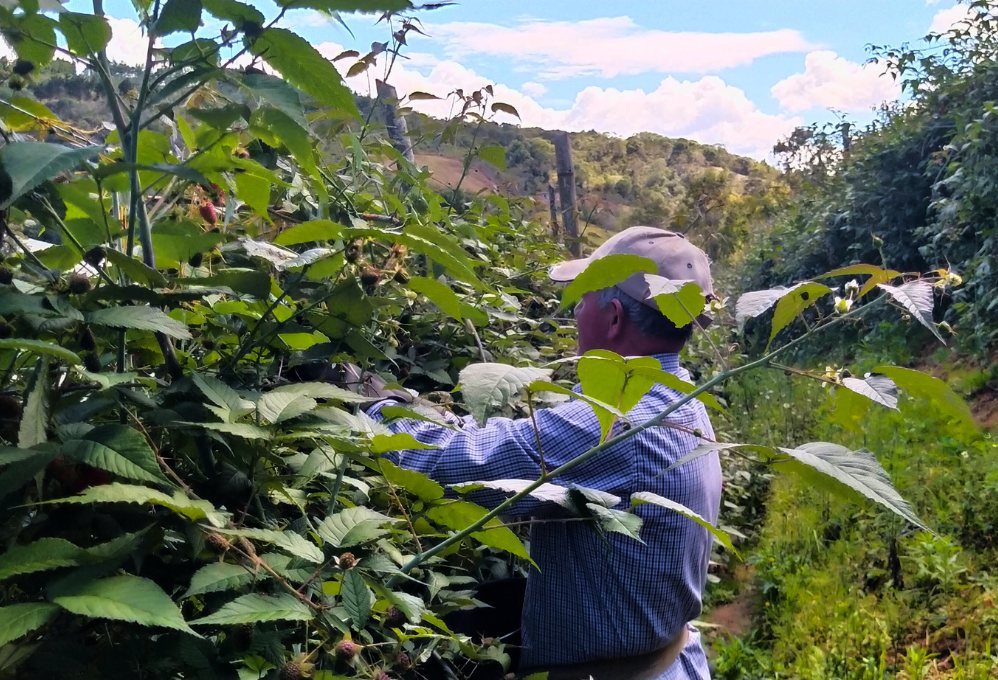Una persona cosechando mora en la vereda El Palmar de Girardota, Antioquia, en medio de un clima inusualmente seco causado por el fenómeno de El Niño, que ha afectado la calidad y cantidad de la cosecha.