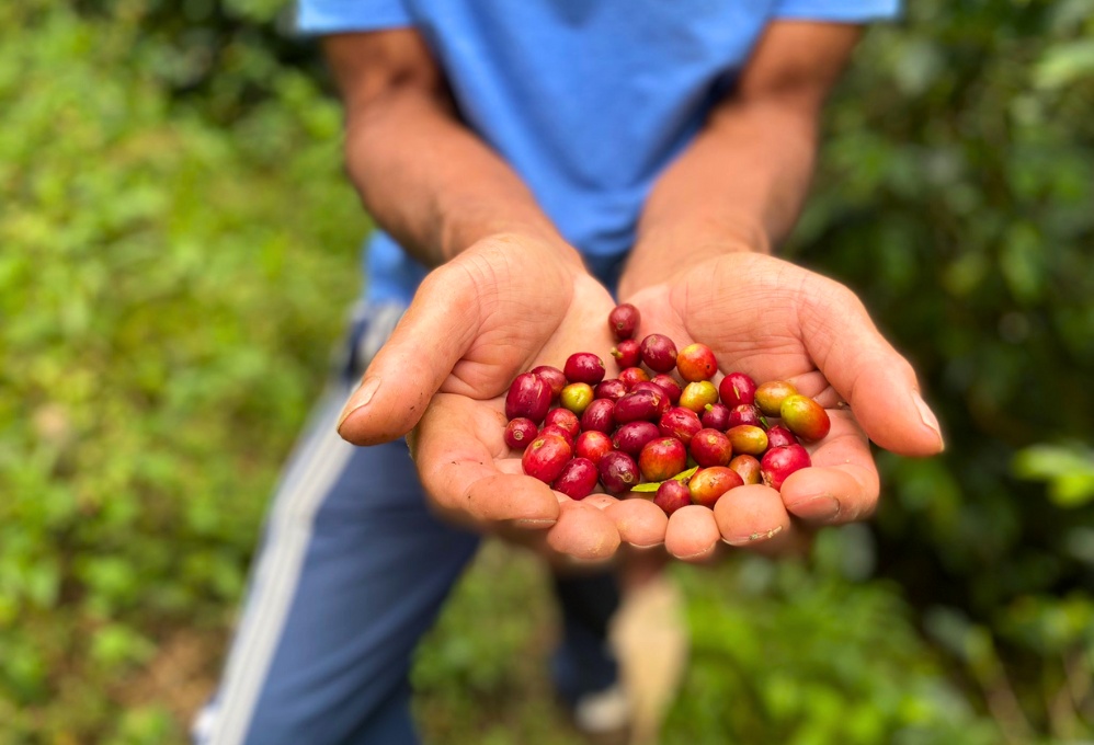 Campesino trabajando en los cultivos de café en Hispania, Antioquia, mientras la región enfrenta los efectos del fenómeno de El Niño, que ha alterado las condiciones climáticas y afectado la producción agrícola.