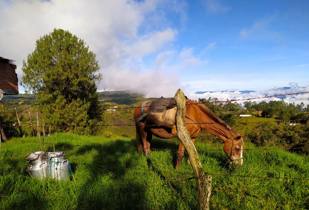 Caballo pastando en la vereda El Palmar, Girardota, mientras los habitantes de la zona se preparan para enfrentar los retos del clima cambiante y la escasez de agua debido al fenómeno de El Niño.