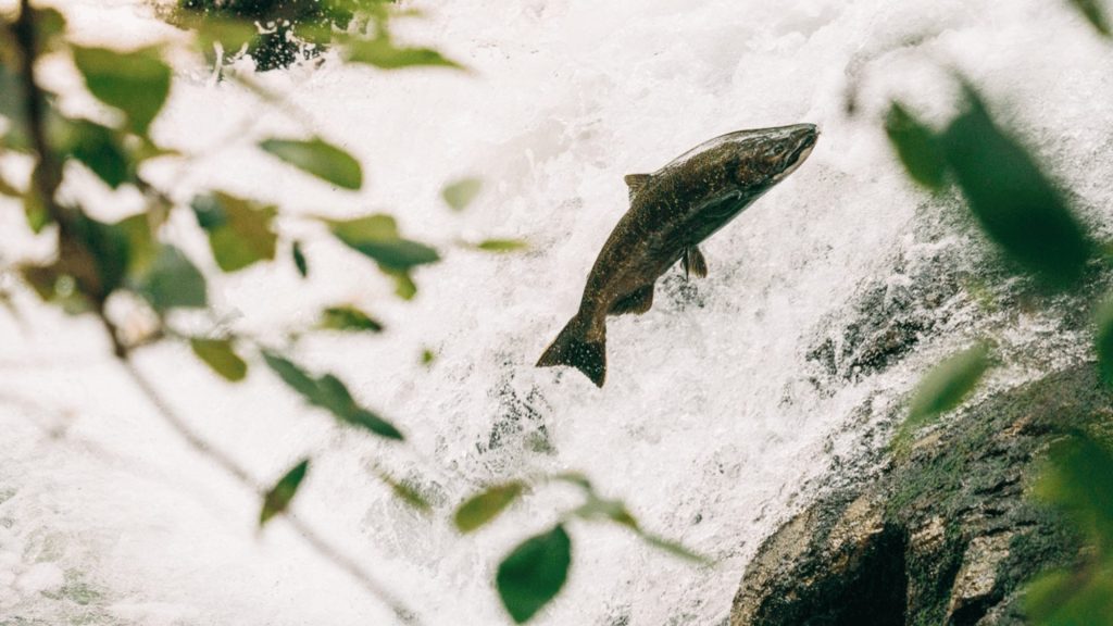 Especie de salmón Chinook migrando a su lugar de origen.