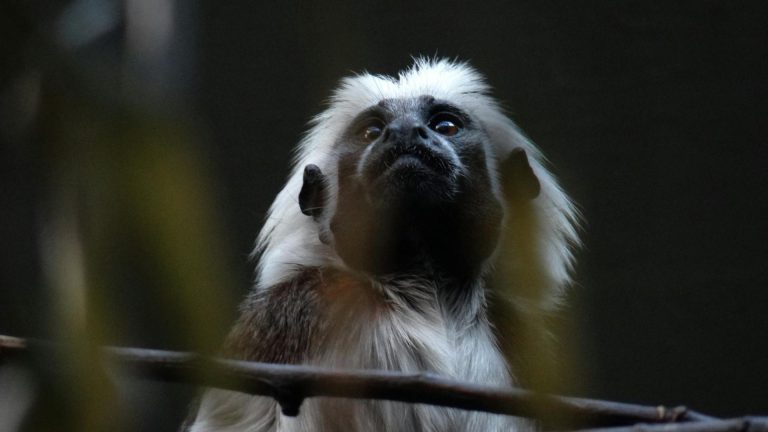 Especie de mono titi cabeciblanco mirando hacia el cielo