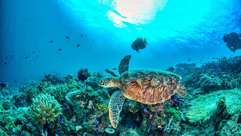 Una especie de tortuga carey nada sobre los arrecifes, mostrando la belleza y fragilidad de la vida silvestre marina. Esta especie, en peligro de extinción, es un símbolo de la importancia de proteger nuestros ecosistemas y conservar la biodiversidad.