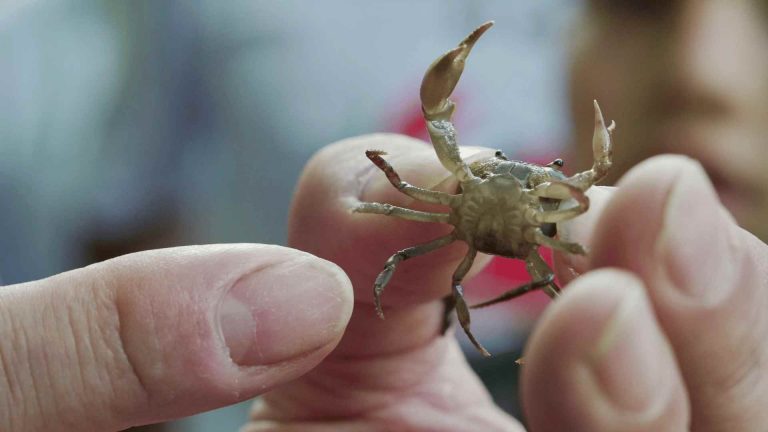 Una persona sostiene un pequeño cangrejo de agua dulce