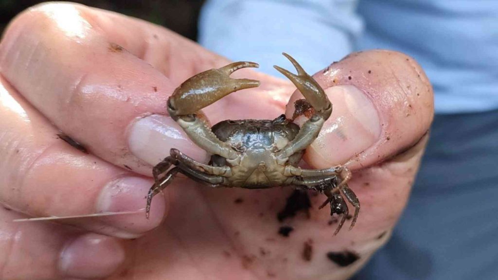 Un pequeño cangrejo de agua dulce que una persona sostiene entre sus dedos