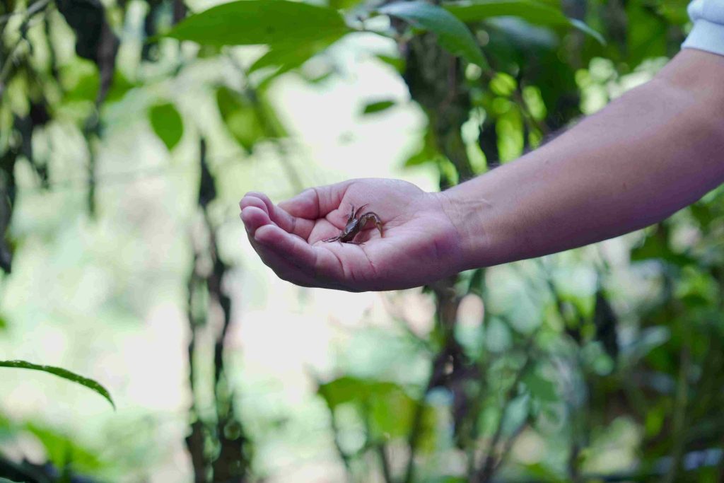 Un hombre sostiene en la palma de la mano un pequeño cangrejo