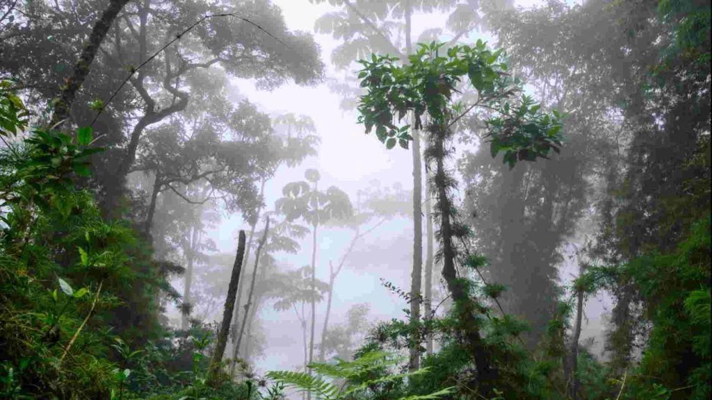Bosque nuboso en Colombia con neblina, vegetaci&oacute;n densa y h&aacute;bitat de nuevas especies descubiertas en su biodiversidad &uacute;nica.
