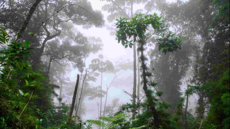 Bosque nuboso en Colombia con neblina, vegetaci&oacute;n densa y h&aacute;bitat de nuevas especies descubiertas en su biodiversidad &uacute;nica.