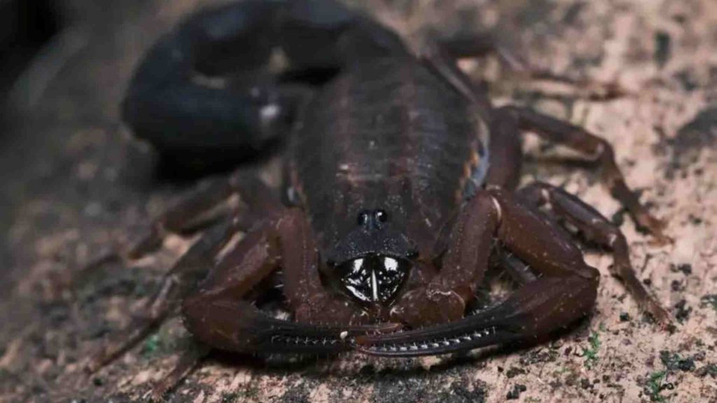 Nueva especie de escorpión Tityus achilles descubierta en Colombia, fotografiada en su hábitat natural, destacando su color oscuro y características anatómicas.