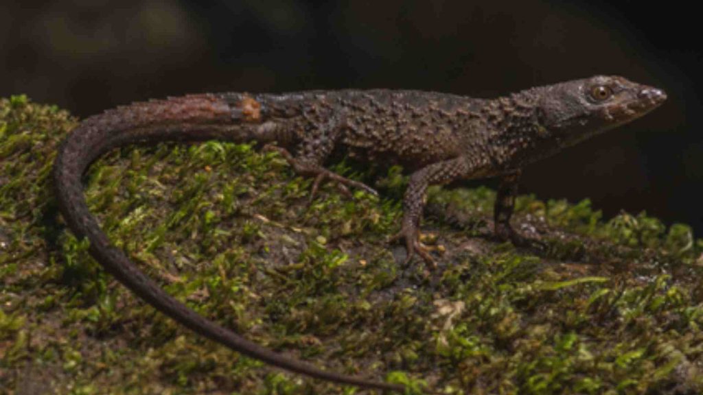Nueva especie de lagarto espinoso Echinosaura embera descubierta en Colombia, destacando la biodiversidad y la presencia de nuevas especies en el país.