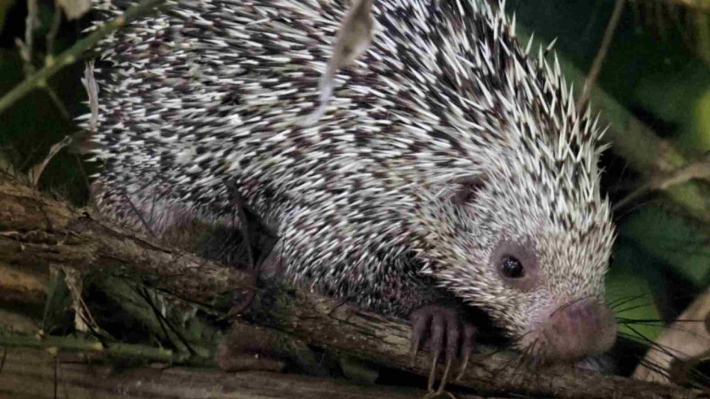 Coendou vossi, una de las nuevas especies de puercoespín descubiertas en Colombia, captada en su entorno natural.