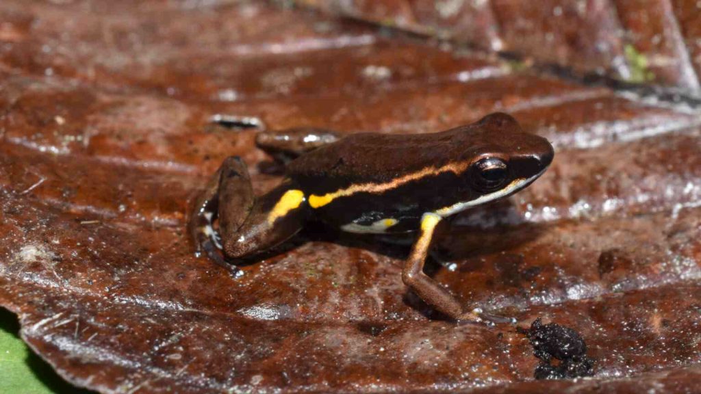 Nueva especie de rana Epipedobates currulao descubierta en Colombia durante un estudio de toxinas de anfibios en Buenaventura, destacando la biodiversidad y la importancia de proteger nuevas especies.