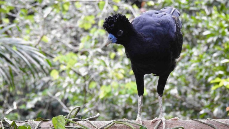 Paujil de pico azul en su h&aacute;bitat en Antioquia