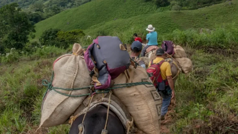 El desplazamiento de campesinos por grupos armados agrava la situación humanitaria en Antioquia.