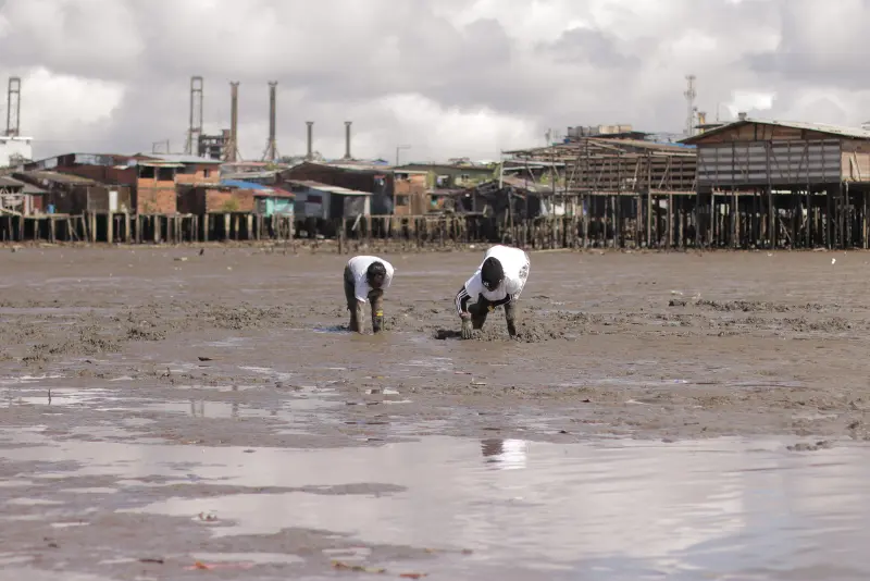 Dos piangüeras buscan restos óseos en el estero de San Antonio, Buenaventura.