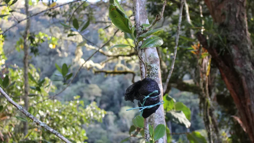 El acodo aéreo se usa en el proyecto almangrea para propagar la magnolia Almanegra de Urrao.