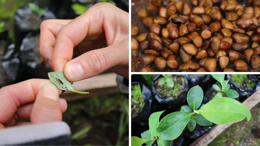 Monitoreo de la Magnolia Almanegra de Urrao en la Reserva Colibrí del Sol.