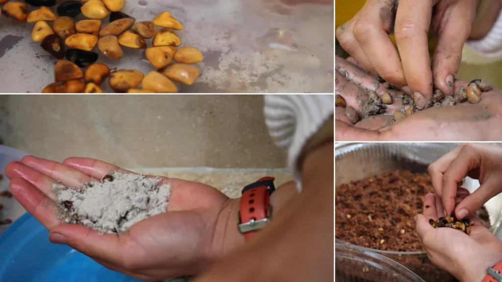 Desinfección y siembra de la magnolia almanegra de Urrao.