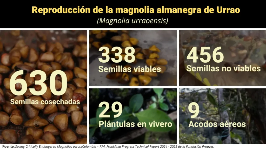 Propagación de la Magnolia Almanegra de Urrao en el vivero de la Reserva Colibrí del Sol 2024.