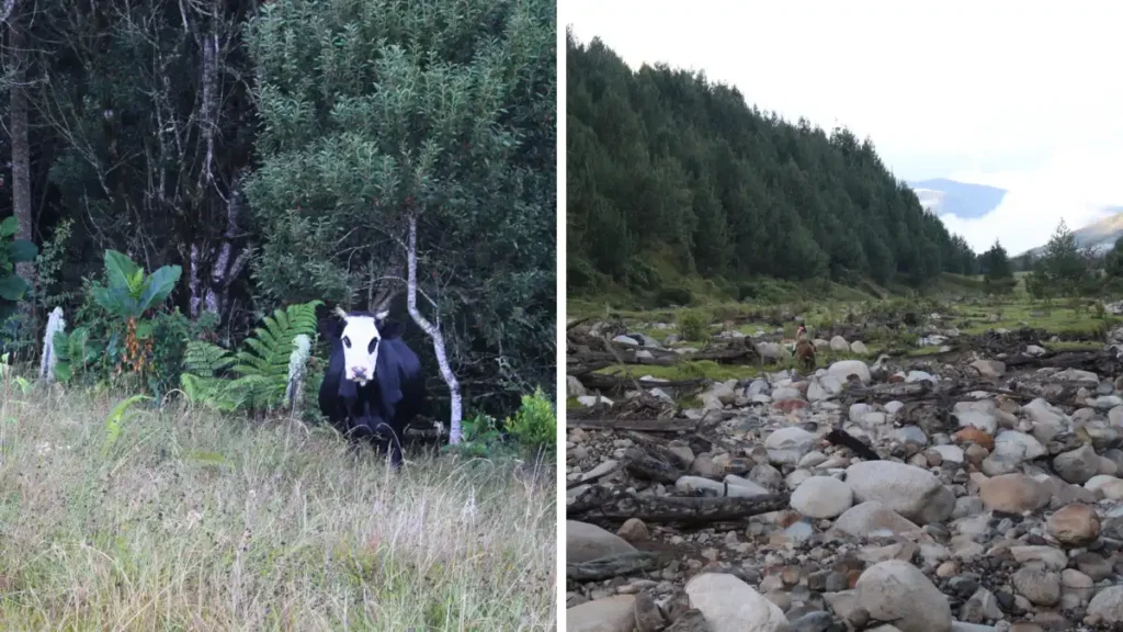 Camino a la Reserva Colibrí del Sol, en Urrao, hábitat de la magnolia almanegra de Urrao.