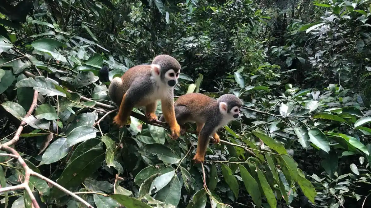 Atropellamiento de fauna silvestre es un riesgo para animales en Antioquia.