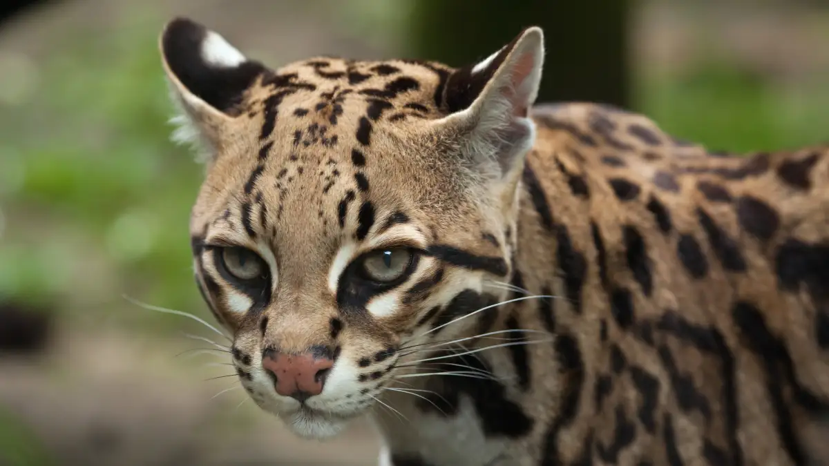 Ocelote es víctima de atropellamiento de fauna silvestre en el nordeste antioqueño.