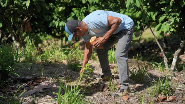 Campesino siembra &aacute;rboles para proteger el corredor del jaguar en Antioquia.